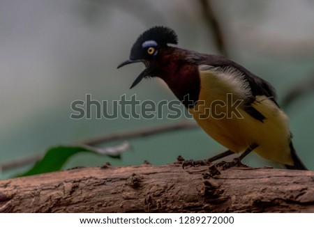 Bright Yellow, Aqua, and Brown Plumage on a Funny Plush Crested Jay with Open Beak