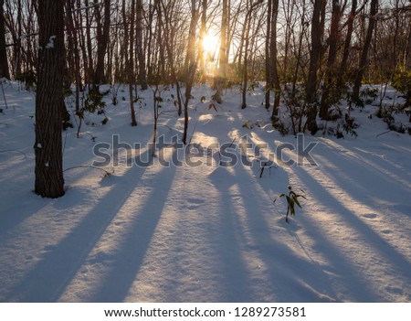 In the forest of Hokkaido, after the snowstorm, the snowy surface of the new snow lit by the morning sun
