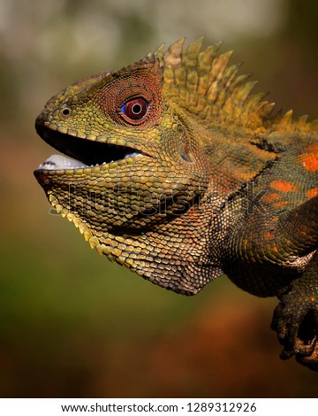 Javanese Chameleon 2001023 - Exotic Reptile Animal Photo Collection