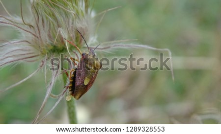 bedbug on a meadow flower