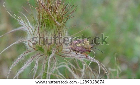 bedbug on a meadow flower