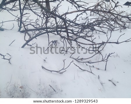 Branches in the snow