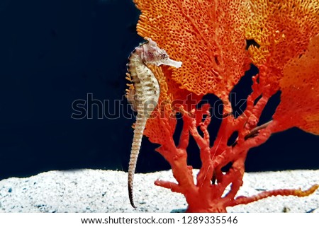 The beautiful flat-faced seahorse or three-spot seahorse in marine aquarium. Hippocampus trimaculatus is a species of fish in the family Syngnathidae. Its natural habitat is shallow seas.