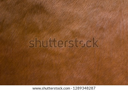 Animal hair of fur cow leather texture background.Brown natural cow fur texture.Natural brown fur texture. Royalty-Free Stock Photo #1289348287