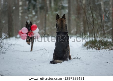 Valentines day dog comes with balloons Royalty-Free Stock Photo #1289358631