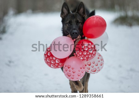 Valentines day dog comes with balloons Royalty-Free Stock Photo #1289358661