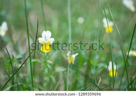 Small wild Viola  tricolor flowers in a field on a beautiful background. Soft focus.