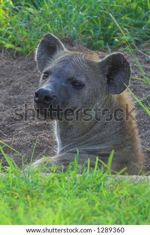 Shriveled faced Hyena female