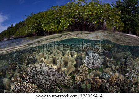 A diverse and healthy coral reef grows in shallow water near the edge of an island in Raja Ampat, Papua, Indonesia.  This diverse and beautiful area is known as the heart of the Coral Triangle.