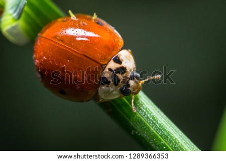 Macro picture of a ladybug 