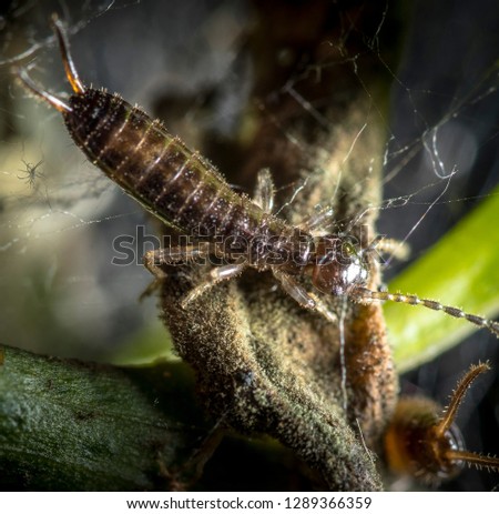Macro picture of a baby earwig in its nest
