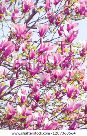 Branch of the bloomy magnolia over blue sky