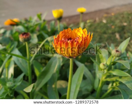 Calendula officinalis is the scientific name  of the flower. 