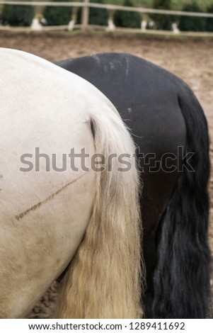Two horses, one white and one black, playing, eating and having fun together. Horses of different colors in the wild.