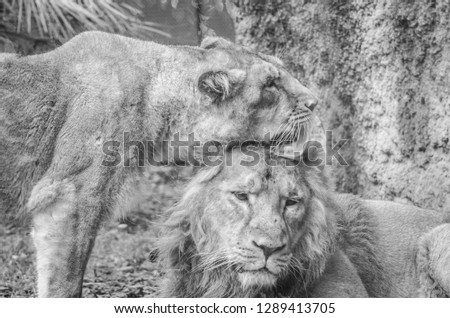 Photograph of a couple of lions in a biopark. The lioness in an affectionate attitude towards the male lion. Black and white picture.