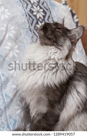 Gray and black Maine Coon cat sitting on Christmas background