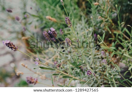 Lavender bush in bloom with other herbs in the city center of Berlin in Summer