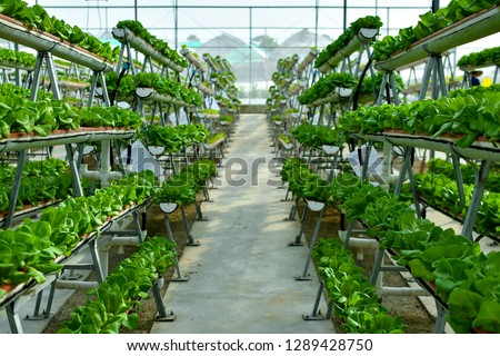 Hydroponic vertical farming systems Royalty-Free Stock Photo #1289428750