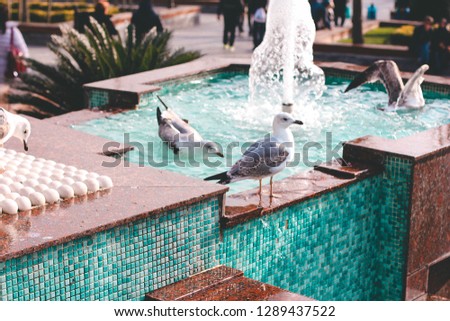 Seagulls against the background of the blue fountain and a view of the Istanbul, Turkey. Black-headed gull (Chroicocephalus ridibundus)