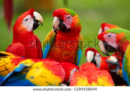 Group of wild Ara parrots, Ara macao and hybrids of Scarlet Macaw and Great green macaw, portrait photo of colorful amazonian parrots in a group, feeding on fruit. Costa rica