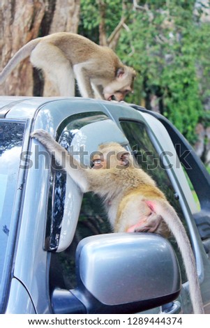 monkey sitting on the glass car