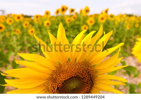 field of blooming sunflowers on a background sunset.