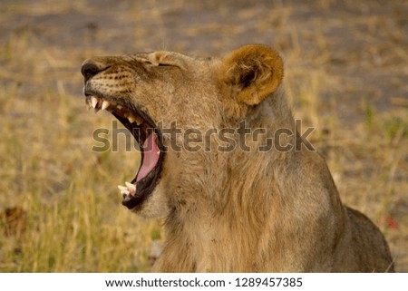 Lions (Panthera leo),  Chobe National Park, Botswana.