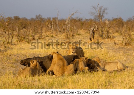 Lions (Panthera leo),  Chobe National Park, Botswana.