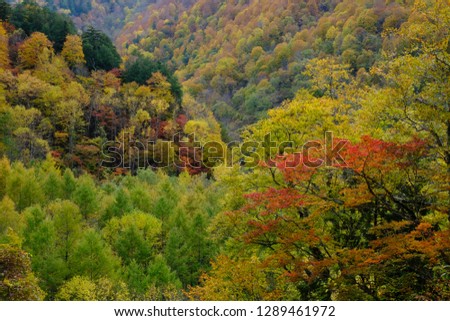Scenery of beautiful autumn mountain forest, colorful trees