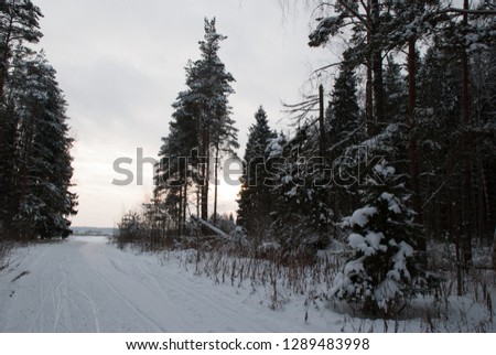 Picture of the winter forest with pines