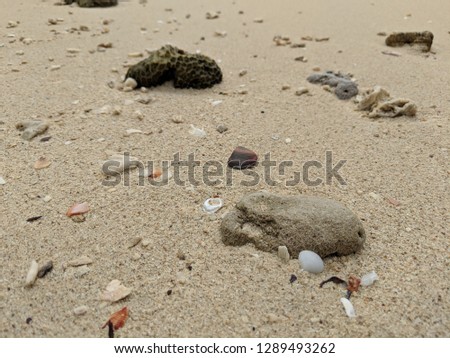 interesting shaped corals and rocks washed up to a sandy beach from the ocean
