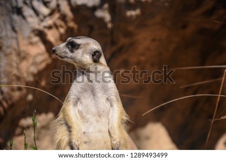 Lonely meerkat watching side on stony background. Close up