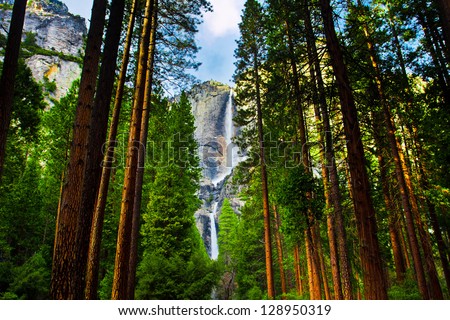 Yosemite Waterfalls behind  Sequoias  in Yosemite National Park,California Royalty-Free Stock Photo #128950319