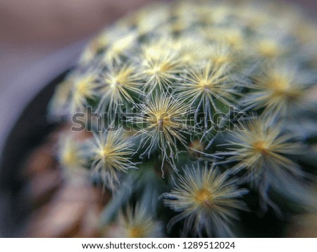 Macro-closed up picture of Feather Cactus (Mammillaria Plumosa)