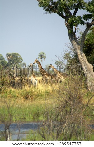 Giraffe grazing by a pond on an island in the Okavango Delta, in Botswana