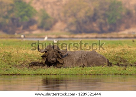 Cape buffalo (Syncerus caffer), Chobe National Park, Botswana.