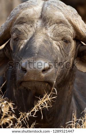 Cape buffalo (Syncerus caffer), Chobe National Park, Botswana.