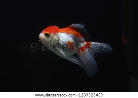 Red and White  oranda goldfish in an aquarium on black background