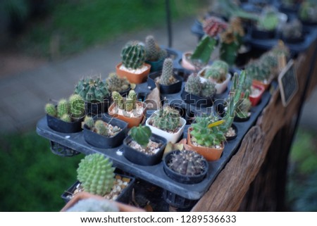 Many small cactus trees are lined in small pots along the balcony to receive sunlight in the morning.