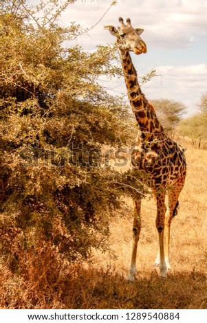 Giraffe eating a bush in Tarangire National Park, Tanzania, Africa