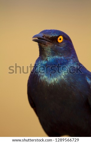 Cape glossy starling (Lamprotornis nitens), Kruger National Park, South Africa.