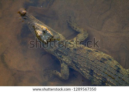 Nile Crocodile (Crocodylus niloticus), in the river, Olifants River, Kruger National Park, South Africa.