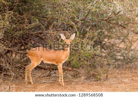 Steenbok (Raphicerus campestris), Kruger National Park, South Africa.