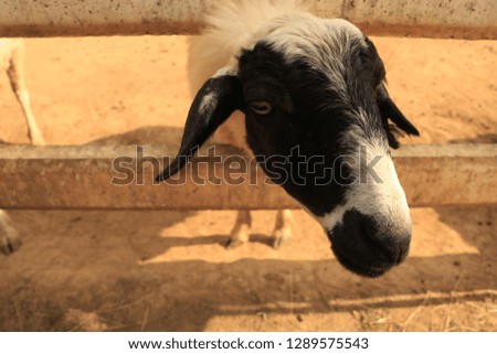 Goat animal Black White