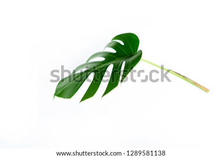 Monstera leaf isolated on white background with clipping path. Palm leaf, Real tropical jungle foliage Swiss cheese plant. Flat lay and top view.