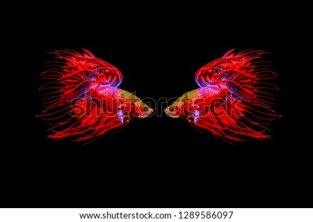 Mirror Red Fighting fish, Thai betta is a beautiful fish