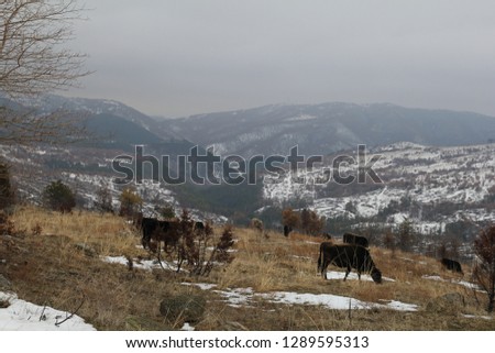 A mountain picture of cows grazing during the winter