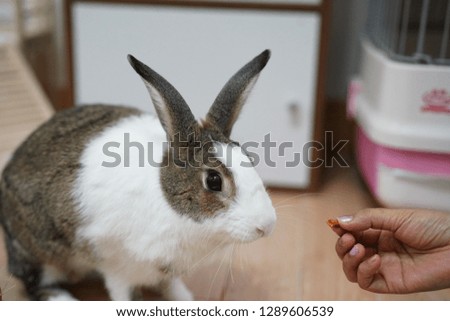 rabbit looking of food