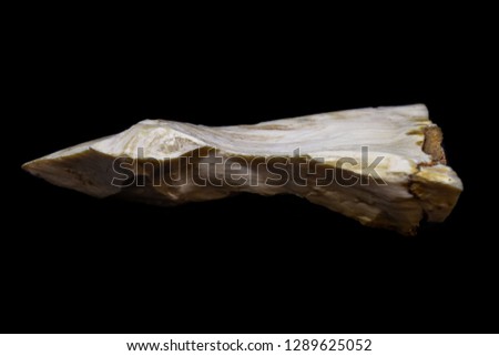 Piece of natural petrified wood with opal on black background isolated