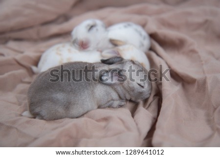 Baby beautiful bunny sleeping on blanket. Adorable newborn rabbit taking a nap. Young pet rabbit is a cute  and friendly friend